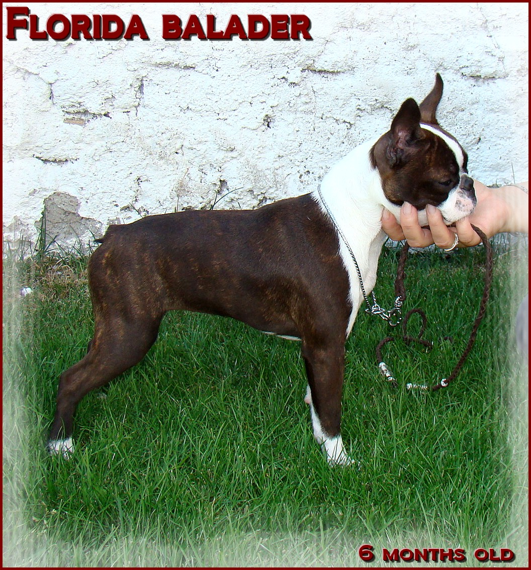 boston terrier Balader, puppies, welpen
